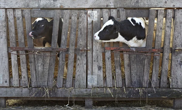 Kuhzucht Rindermilch — Stockfoto
