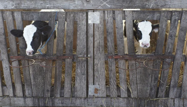 母牛农场农业牛牛奶 — 图库照片