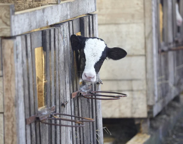 牛乳ファーム農業牛 — ストック写真