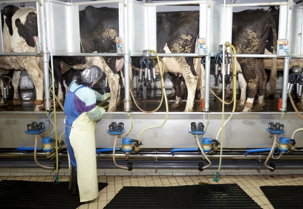 Krowa rolnicze rolnictwo mleko automatycznego dojenia systemu — Zdjęcie stockowe