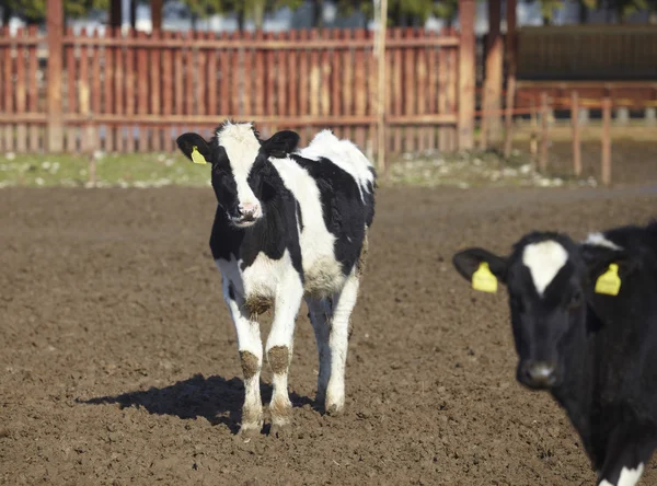 Agricoltura bovina Latte bovino — Foto Stock