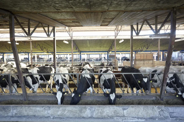 농장 농업 소 우유 — 스톡 사진
