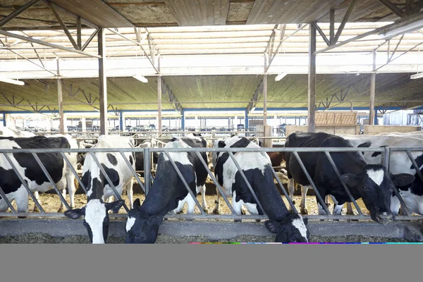 Exploração de vacas Agricultura Leite bovino — Fotografia de Stock