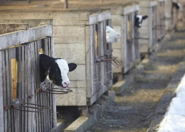 Коровье фермерское коровье молоко — стоковое фото