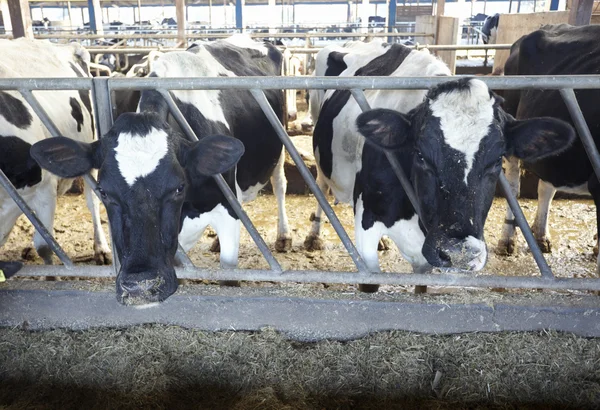母牛农场农业牛牛奶 — 图库照片
