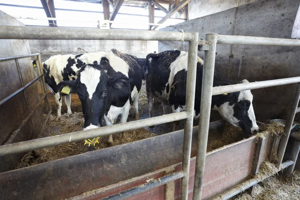 Gård jordbruk nötkreatur komjölk — Stockfoto