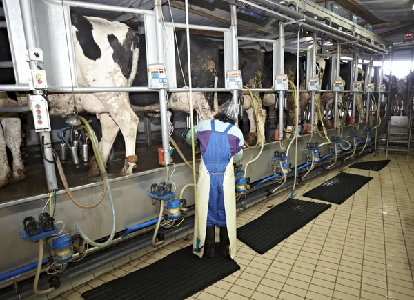 Sistema de ordeño automático de leche de granja de vacas —  Fotos de Stock