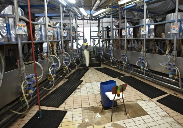 Sistema de ordeño automático de leche de granja de vacas —  Fotos de Stock