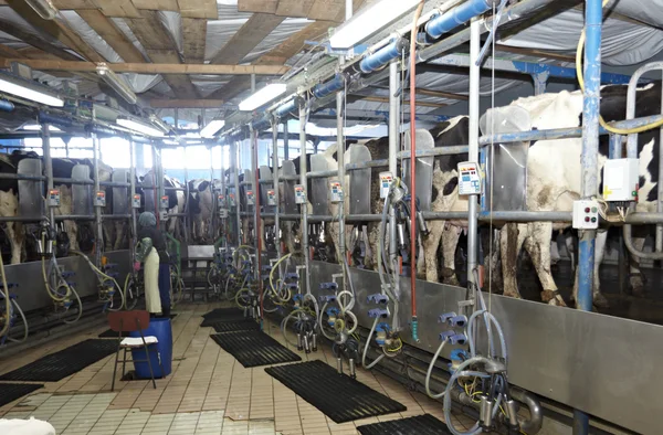 Mungitura automatica latte ovino azienda agricola — Foto Stock