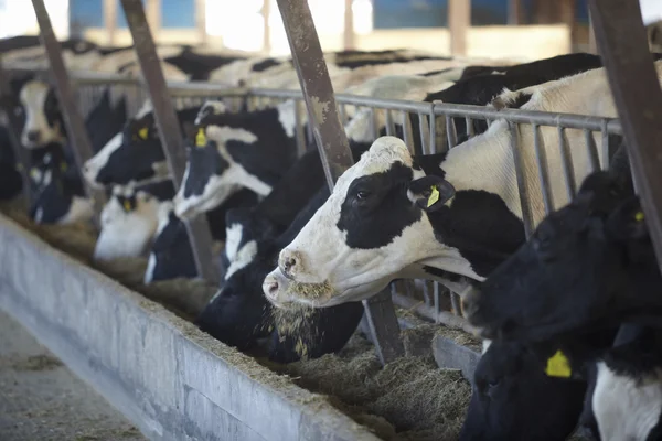 Agricultura ganadera leche de bovino —  Fotos de Stock