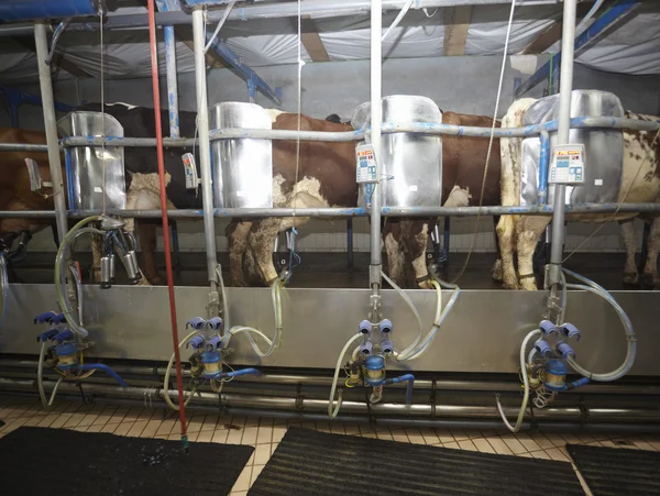 Cow farm mezőgazdasági tej automatikus fejés rendszer — Stock Fotó