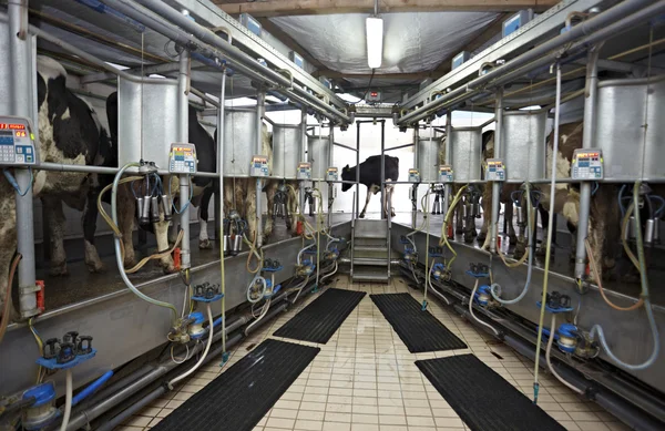 Ko gård jordbruk mjölk automatisk mjölkning system — Stockfoto