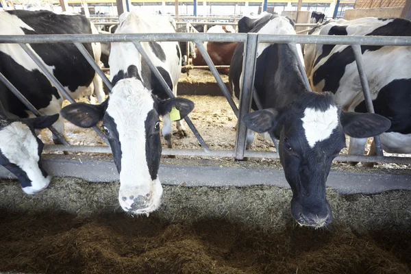 Cow farm agriculture bovine milk — Stock Photo, Image