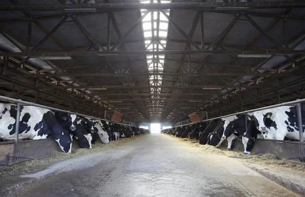 농장 농업 소 우유 — 스톡 사진
