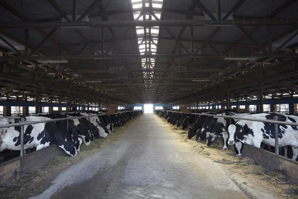 Αγελάδα αγρόκτημα γεωργία αγελαδινού γάλακτος — Φωτογραφία Αρχείου