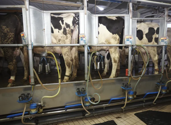 Exploração de vacas sistema de ordenha automática de leite — Fotografia de Stock