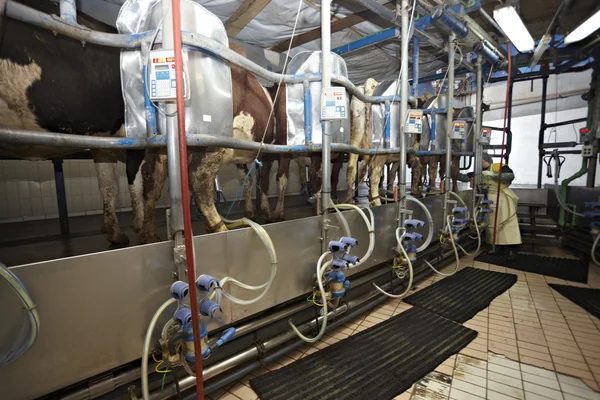 Ko gård jordbruk mjölk automatisk mjölkning system — Stockfoto