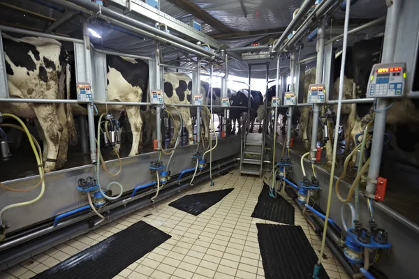 Mungitura automatica latte ovino azienda agricola — Foto Stock