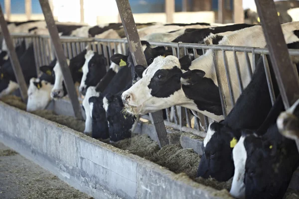 Αγελάδα αγρόκτημα γεωργία αγελαδινού γάλακτος — Φωτογραφία Αρχείου