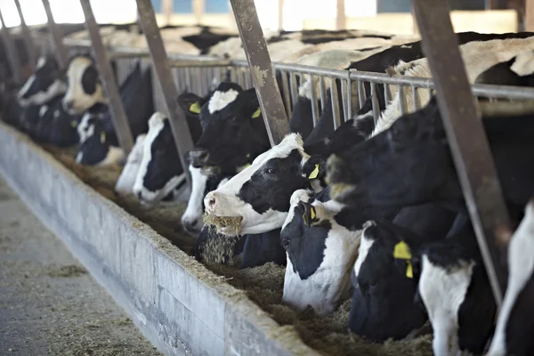 Agricultura ganadera leche de bovino —  Fotos de Stock