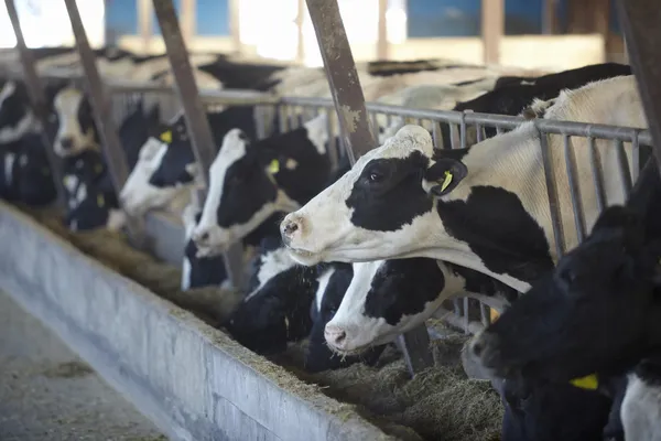 Inek çiftliği tarım inek sütü — Stok fotoğraf