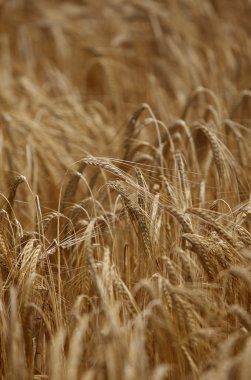 buğday alan tarım doğa çayır gıda büyüyen