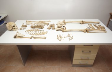 Skeleton skull bones clipart