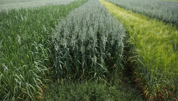 Пшеничне поле сільське господарство природа луг вирощування продуктів харчування — стокове фото