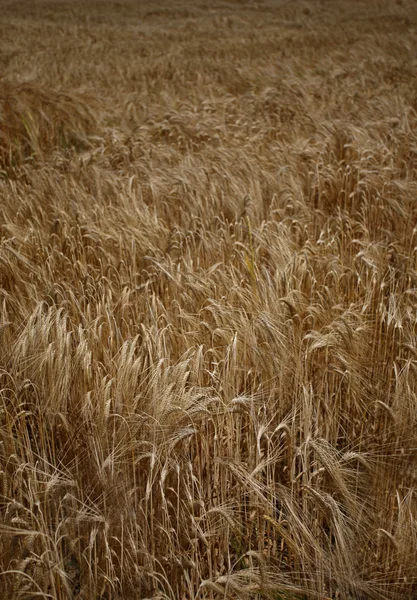 Buğday alan tarım doğa çayır gıda büyüyen — Stok fotoğraf