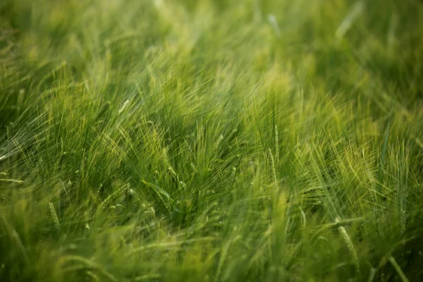 Pszenica dziedzinie rolnictwa natura łąka uprawy żywności — Zdjęcie stockowe