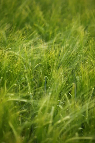 Campo de trigo agricultura natureza prado crescente alimentos — Fotografia de Stock