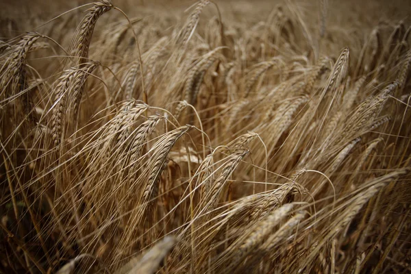 Weizenfeld Landwirtschaft Natur Wiese Anbau von Nahrungsmitteln — Stockfoto