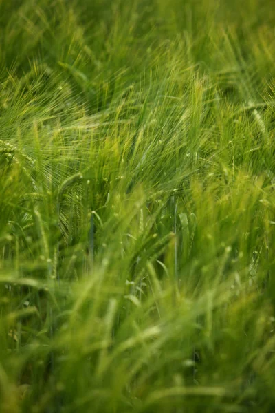 Campo de trigo agricultura natureza prado crescente alimentos — Fotografia de Stock