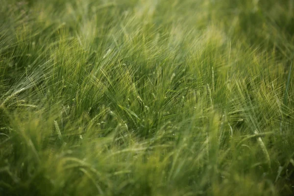 Пшеничное поле Сельское хозяйство — стоковое фото