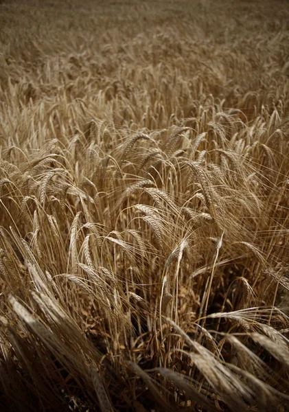 Campo de trigo agricultura naturaleza prado cultivo de alimentos —  Fotos de Stock