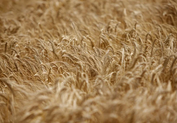 Buğday alan tarım doğa çayır gıda büyüyen — Stok fotoğraf