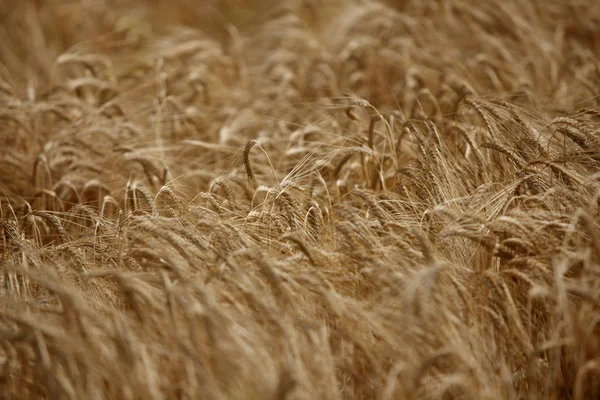 食糧栽培小麦フィールド農業自然草原 — ストック写真