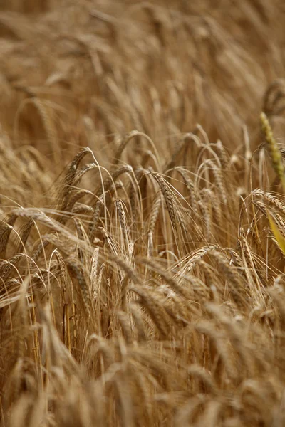 种植粮食的小麦外地农业自然草甸 — 图库照片