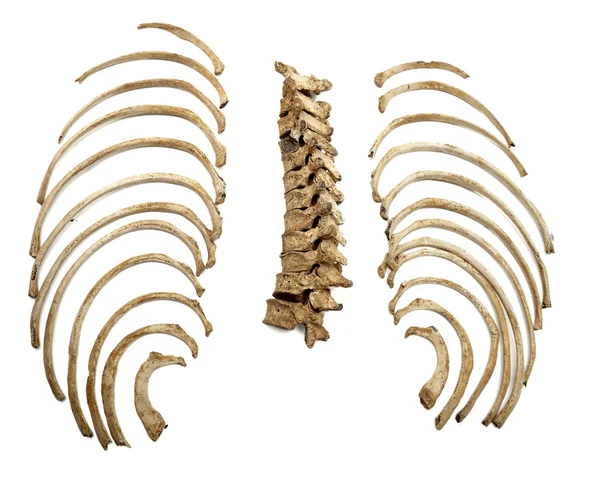 Csontváz koponyája csontjai — Stock Fotó
