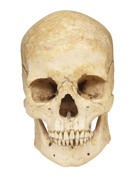 Esqueleto ossos do crânio — Fotografia de Stock