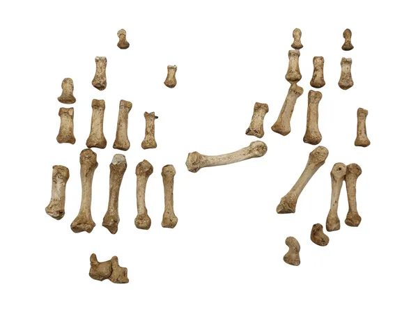Ossa del cranio scheletrico — Foto Stock