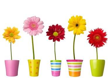 Flower nature garden botany daisy bloom pot clipart