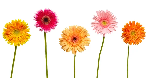 Květ přírodní zahradní botaniky sedmikráska květ — Stock fotografie