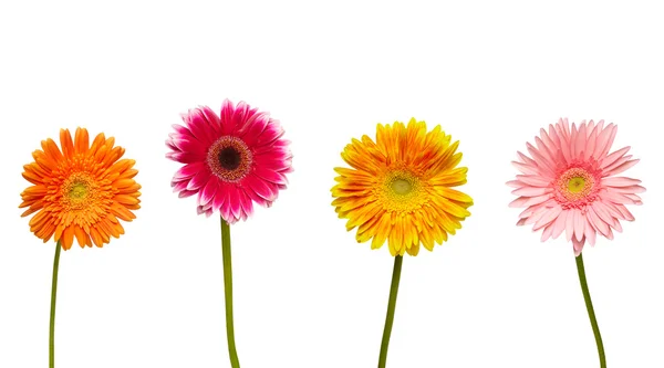 Květ přírodní zahradní botaniky sedmikráska květ — Stock fotografie