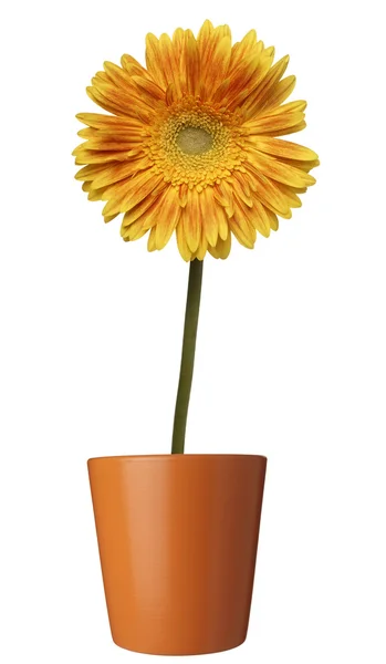Fiore natura giardino botanica margherita vaso di fiori — Foto Stock