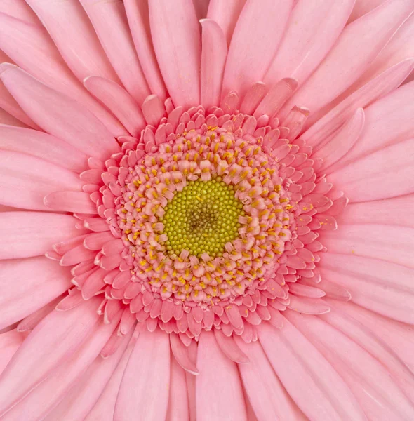 Blomstrende naturhage botanikk blomstrer – stockfoto