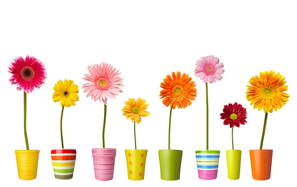 Flower nature garden botany daisy bloom pot