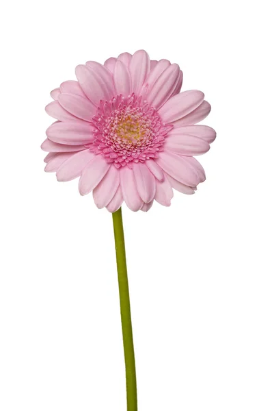 Цветок ботанический ботанический цветок — стоковое фото
