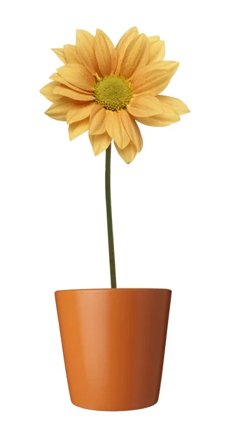 Цветок ботанический ботанический цветочный горшок — стоковое фото