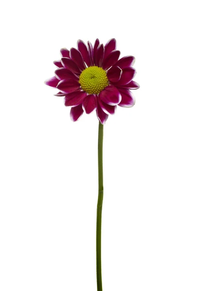Цветок ботанический ботанический цветок — стоковое фото